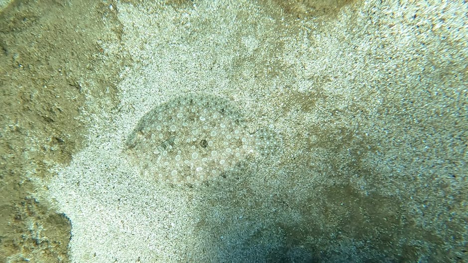 A close-up underwater photograph showing a small, circular sea creature, possibly a jellyfish or a type of marine sea anemone, with a translucent, dome-shaped body covered in numerous tiny, white, eve