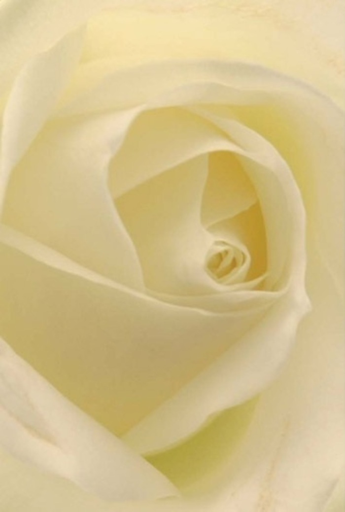 Gazing closely at this classic white rose, the play of shadow and gentle light upon its creamy petals becomes utterly entrancing-each layer soft and luminous, as though the bloom is aglow from within. The spiral at its heart is almost architectural, expressing purity and quiet resilience through its flawless formation. Seamless gradations of white and cream merge elegantly, reminiscent of the subtle morning mist that lifts over East Sheen's peaceful high streets. The texture is a tactile invitation; petals appear both matte and silky, conjuring the sensation of fingertips gliding over fine textiles. This rose, arranged with the local artistry characteristic of Flowers East Sheen, embodies tranquility and sophistication-a floral choice perfect for expressing love, making amends, or creating a serene wedding centrepiece in one of the area's cherished venues. Scented with an understated, clean fragrance, the bloom radiates calm, holding space for both momentous and gentle emotions. Every nuanced contour and expertly positioned petal is a tribute to the florist's eye and the thoughtful attention embedded in every bouquet sent out to the local East Sheen community.